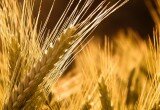 Grano