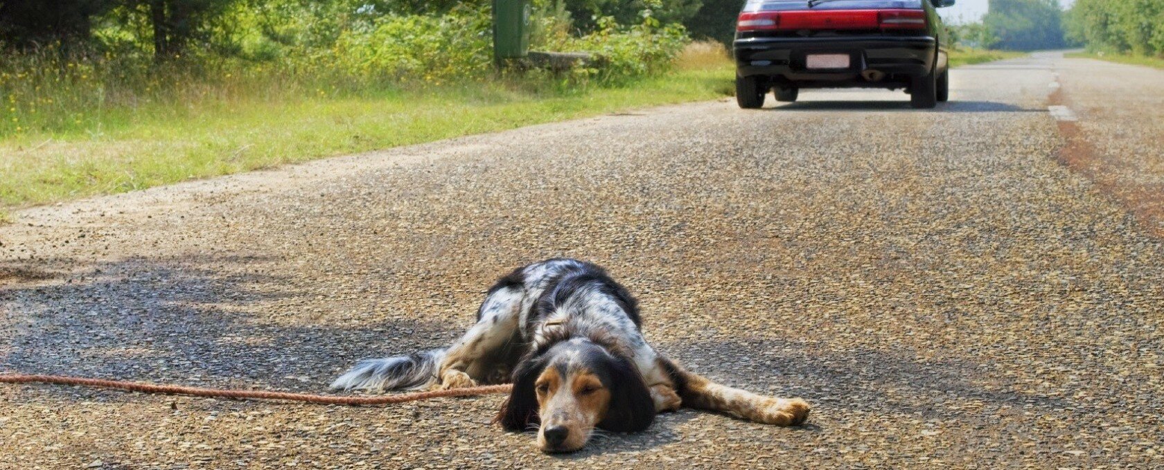 cane abbandonato