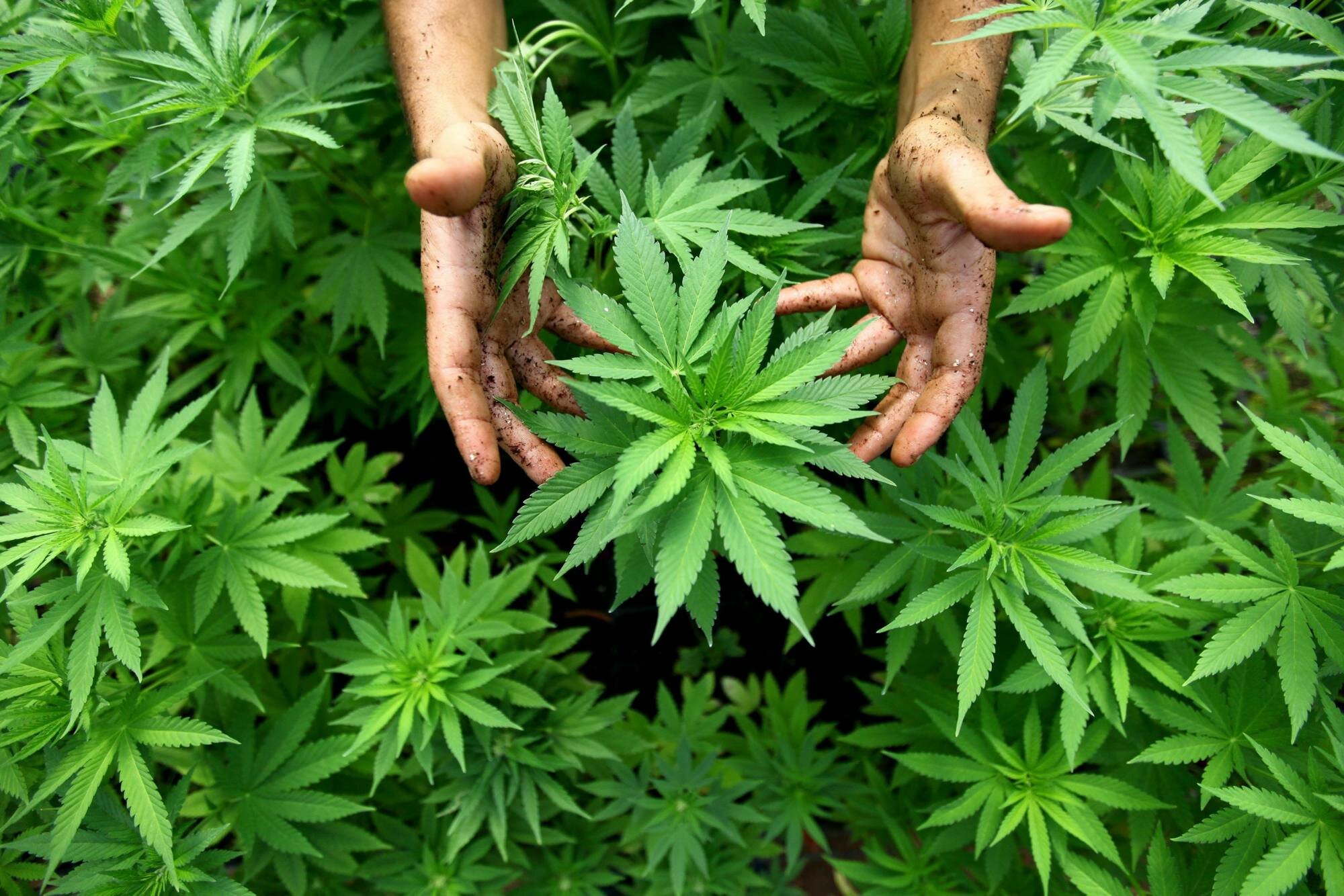 marijuana