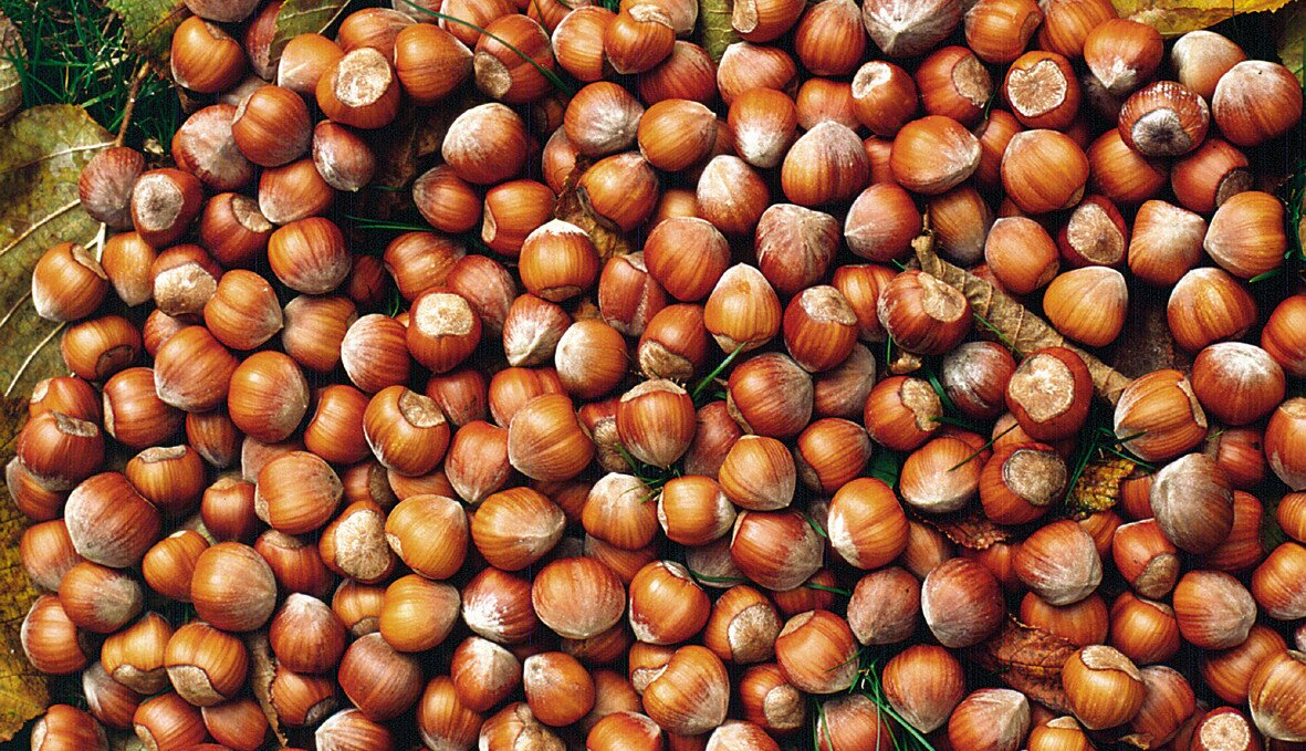nocciole