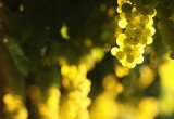 vino bianco