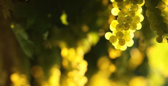 vino bianco