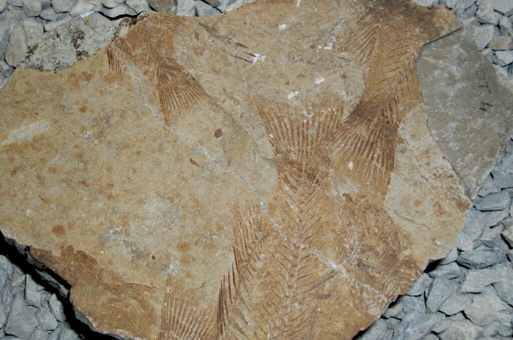 fossili