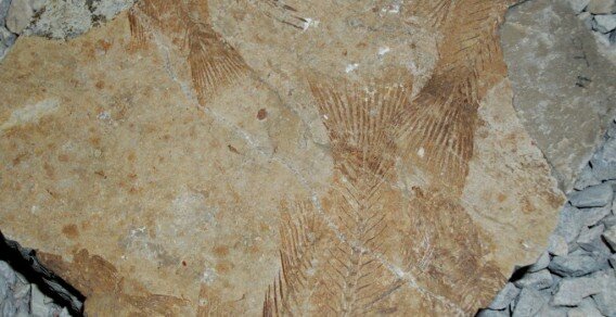 fossili