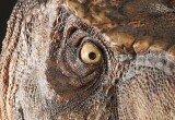 dinosauro
