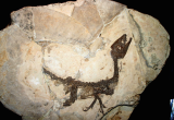 Ciro dinosauro