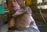 Gioni Di Lullo con i suoi conigli giganti