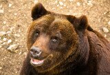 orso-marsicano