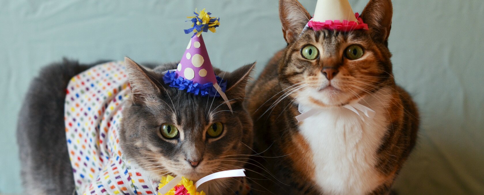 gatto compleanno