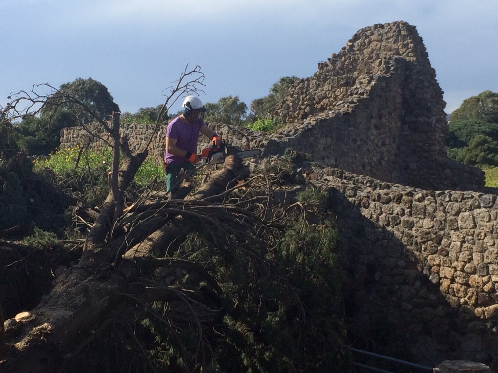 Operai a Porta Marina rimuovono l'albero