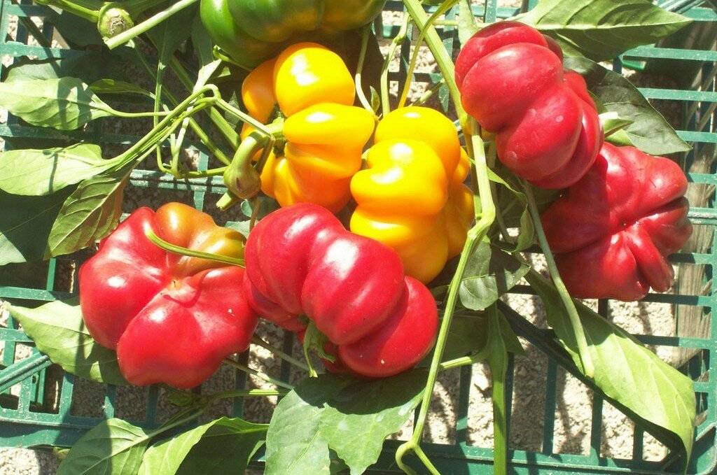 papaccelle gialle e rosse