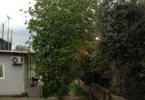 albero caduto Scavi di Stabia