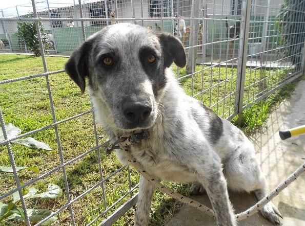 Colore bianco - Taglia media - Sesso maschile - Età 6 - Microchip 380260010208789