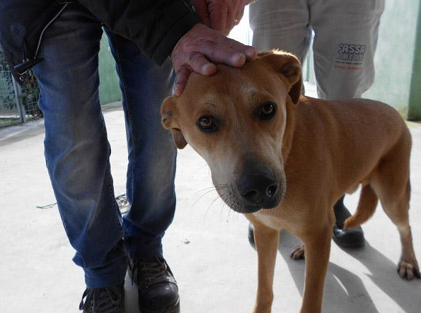 Colore marrone - Taglia grande - Sesso maschile - Età 4/5 - Microchip 380260042422479