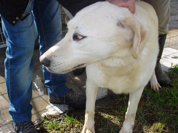 Colore bianco - Taglia grande - Sesso femminile - Età 9 - Microchip 380200005734481