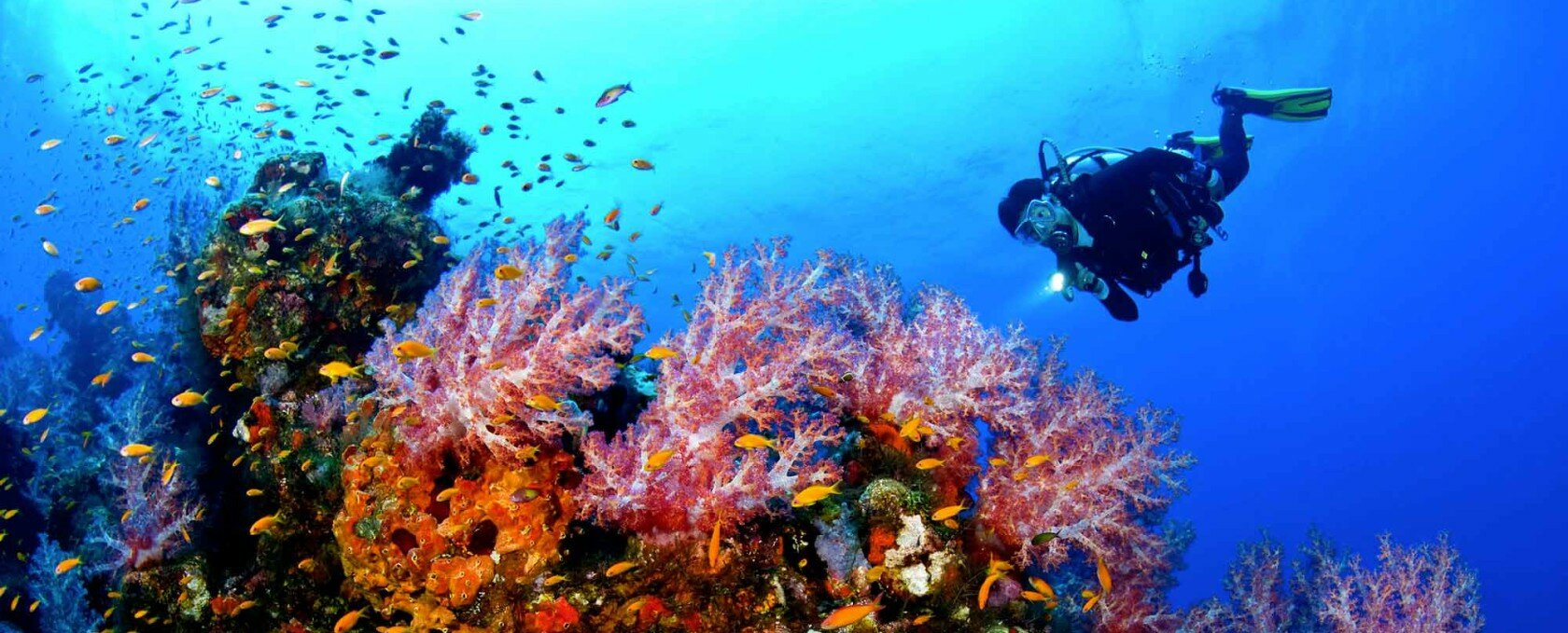 punta campanella sub