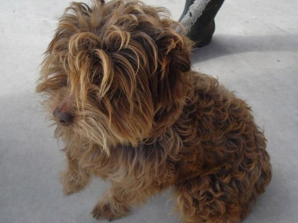 Colore marrone - Taglia piccola - Sesso femminile - Età 4 - Microchip 380260010207305