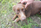 Colore marrone - Taglia media - Sesso femminile - Età 6 - Microchip 380260010206573