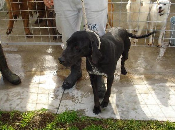 Colore nero- Taglia grande - Sesso maschile - Età 13 - Microchip 380260010183674