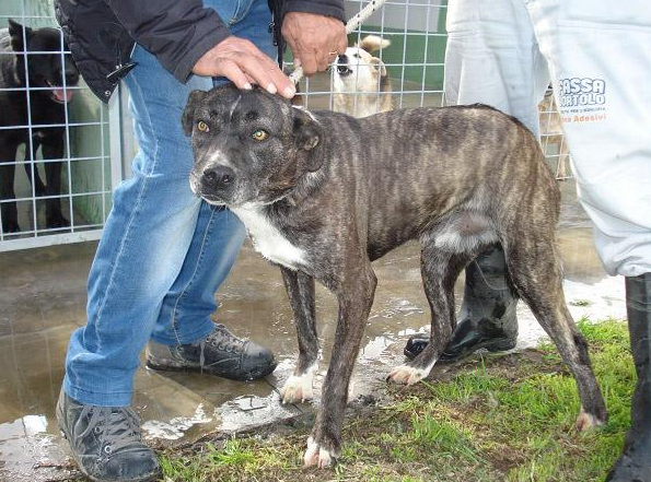 Colore nero- Taglia grande - Sesso maschile - Età 13 - Microchip 380260010184055