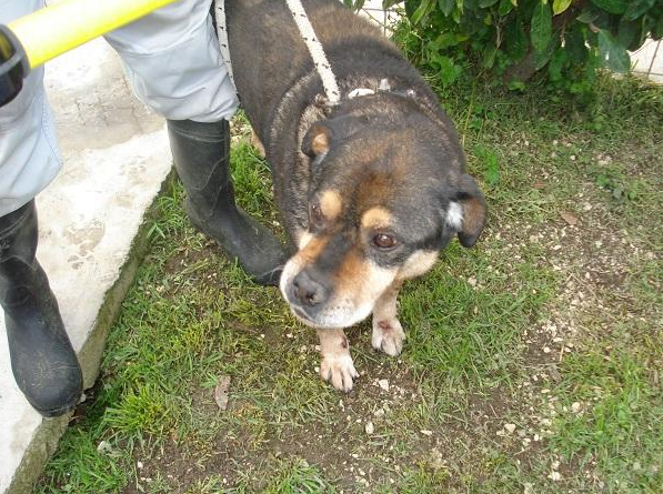 Colore nero - Taglia media - Sesso maschile - Età 12 - Microchip 977200004794664